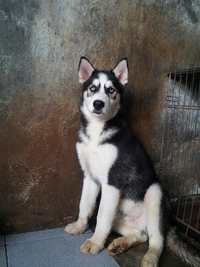 Siberian Husky Male for Sale