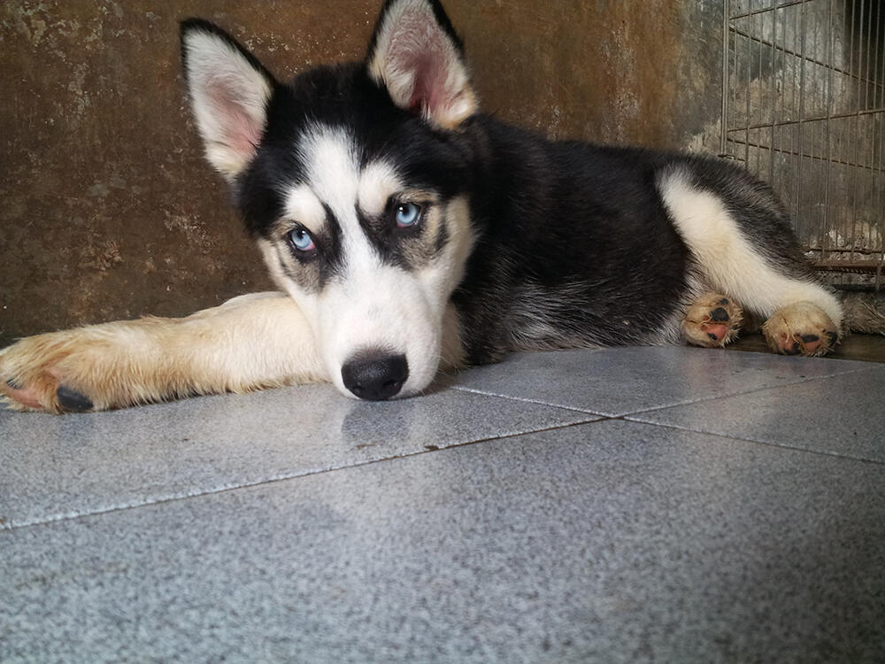 Siberian Husky Male for Sale