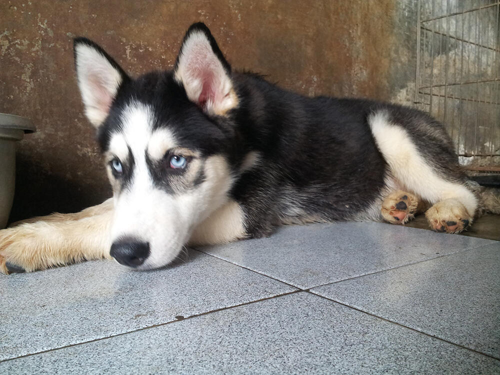 Siberian Husky Male for Sale
