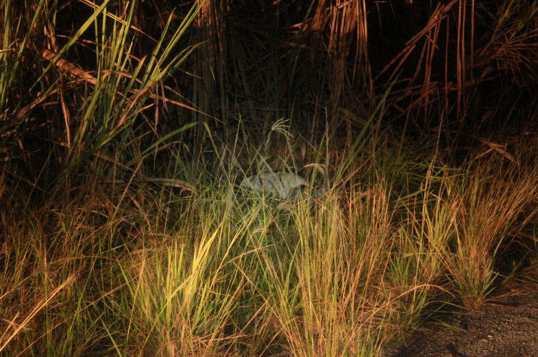 Unidentified Body Found