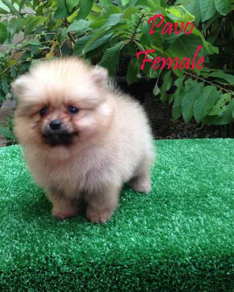 minipom anakan import
