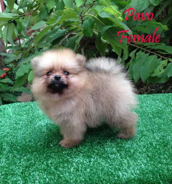 minipom anakan import