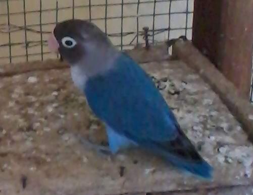 lovebird part 5