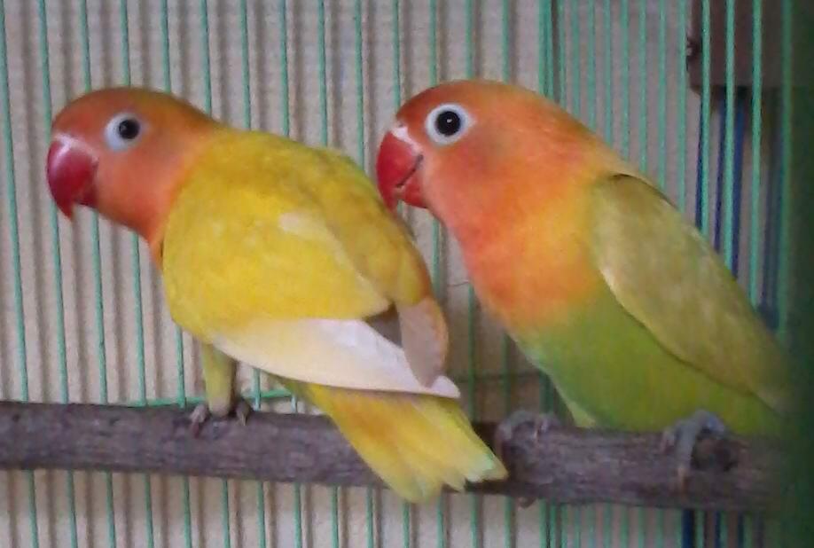 lovebird part 5
