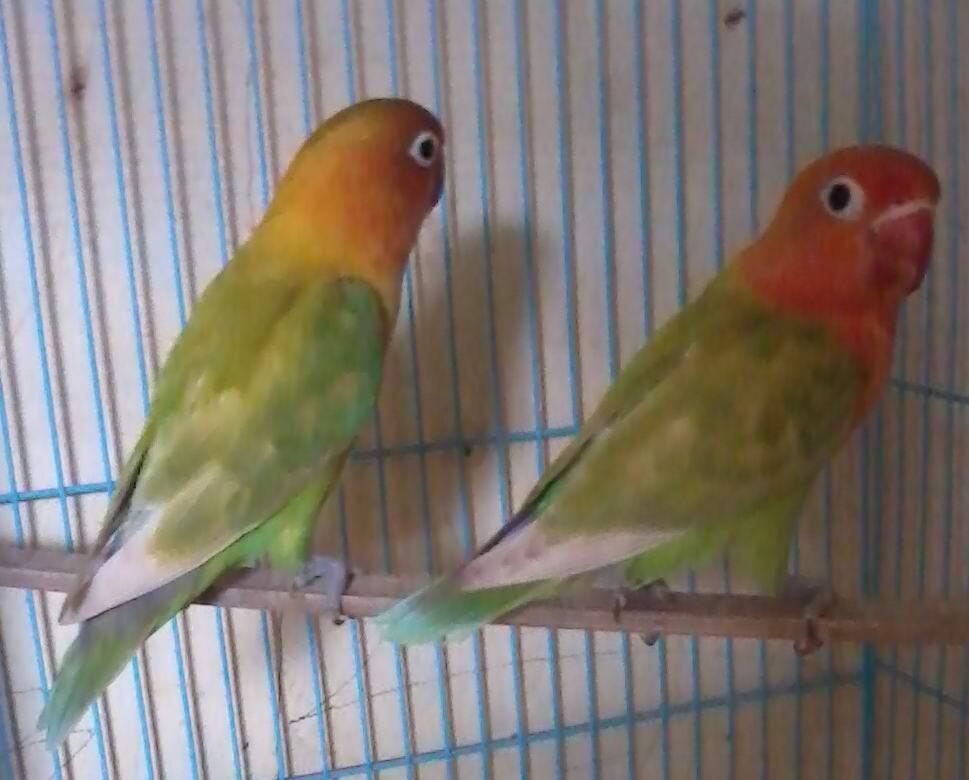 lovebird part 5