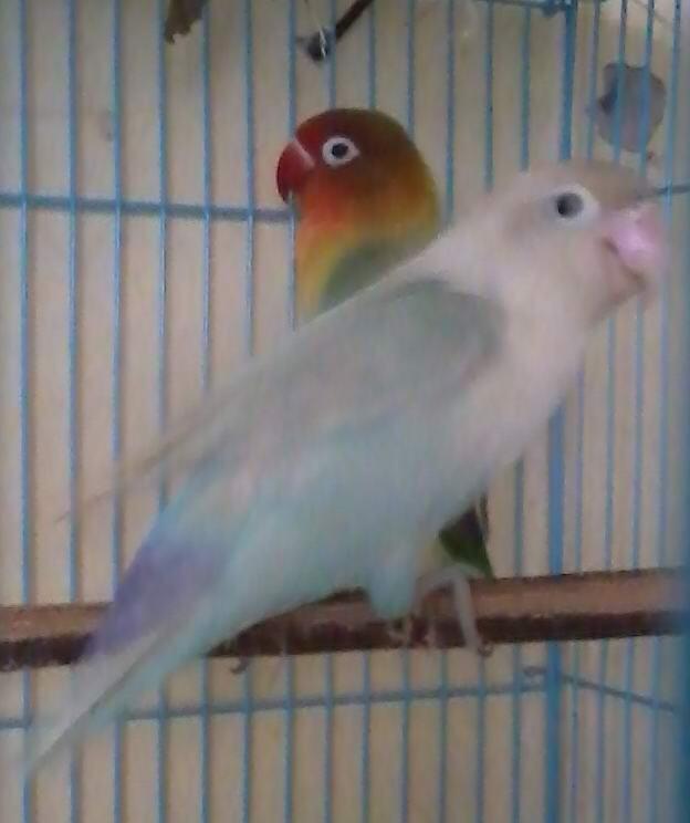 lovebird part 5