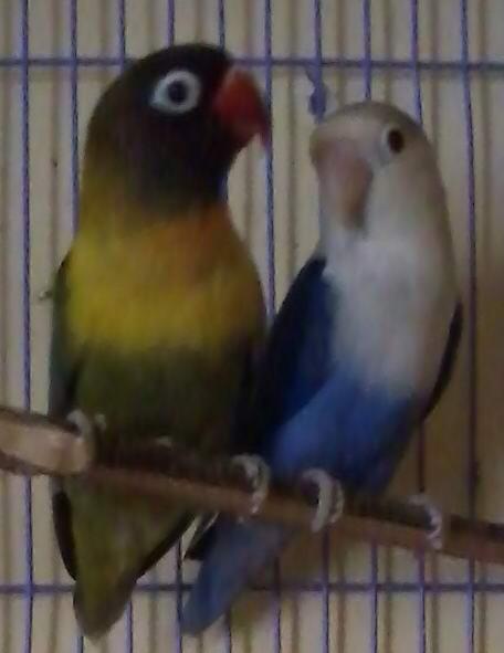 lovebird part 5