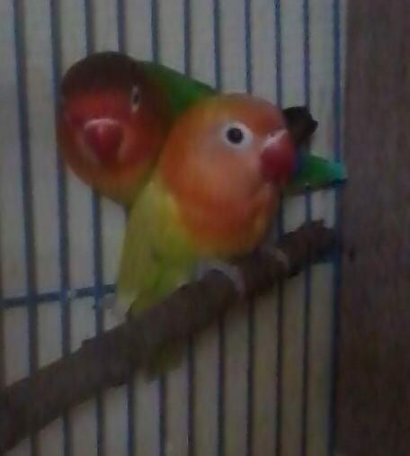 lovebird part 5