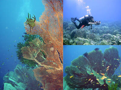 Taman laut pulau rubiah sabang