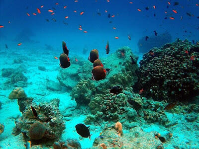 Taman laut pulau rubiah sabang