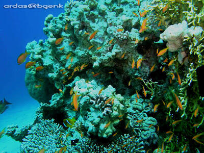 Taman laut pulau rubiah sabang