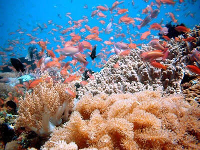 Taman laut pulau rubiah sabang