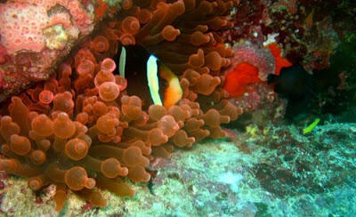 Taman laut pulau rubiah sabang