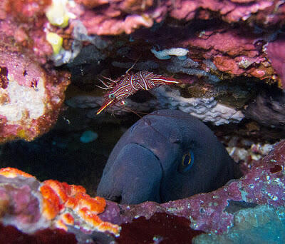 Taman laut pulau rubiah sabang