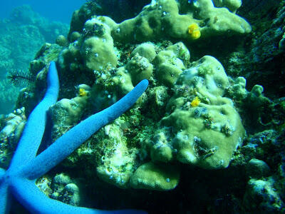 Taman laut pulau rubiah sabang