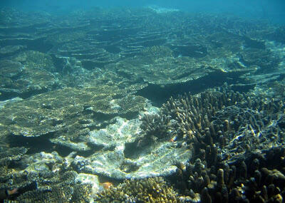 Taman laut pulau rubiah sabang