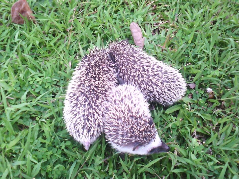 BARTER MUSANG PANDAN (+kandang) dengan LANDAK MINI