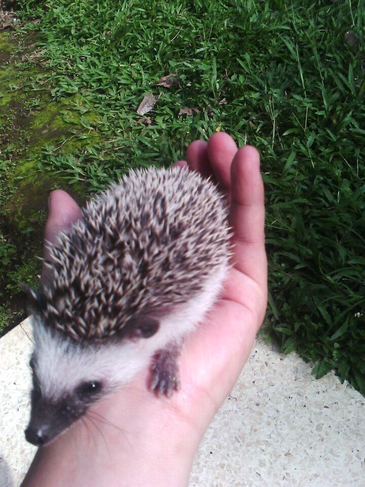 BARTER MUSANG PANDAN (+kandang) dengan LANDAK MINI