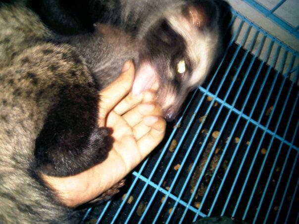 musang pandan ekor putih bonus musang pandan baby 1bln