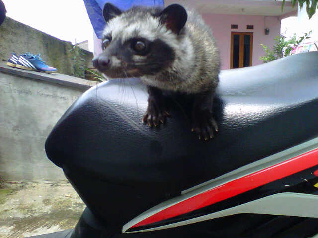 musang pandan ekor putih bonus musang pandan baby 1bln