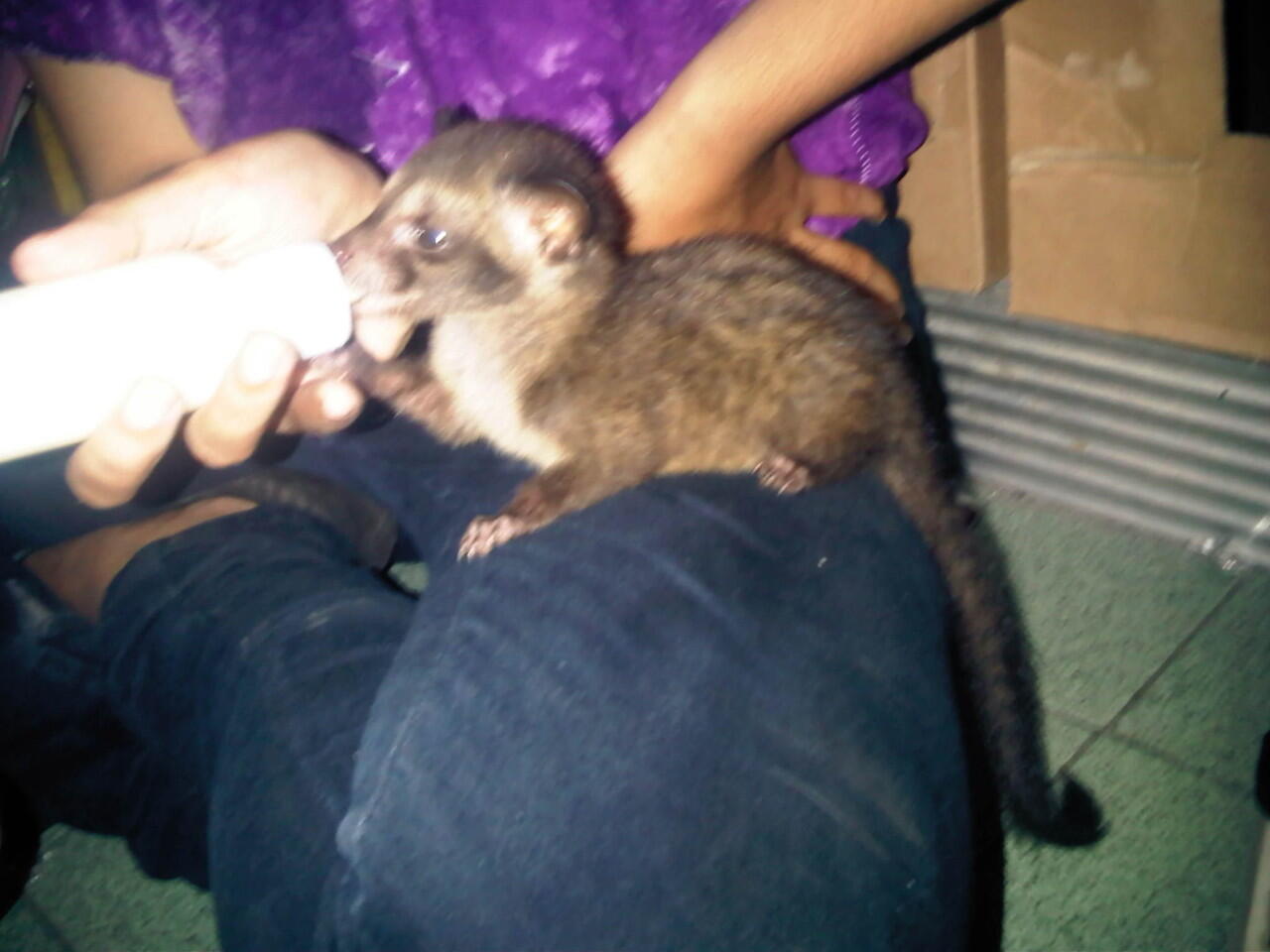 musang pandan ekor putih bonus musang pandan baby 1bln