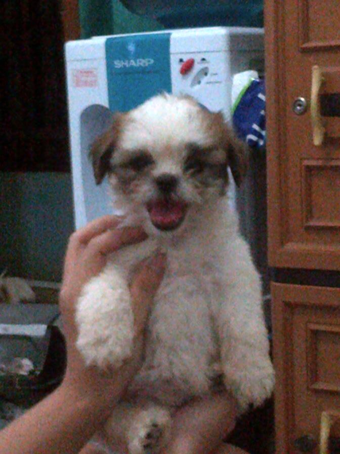 Anjing Shitsu