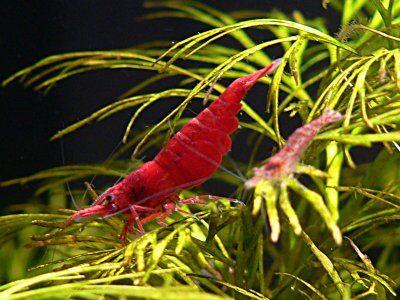 Udang Hias Air Tawar Aquarium/Aquascape