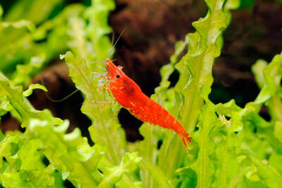 Udang Hias Air Tawar Aquarium/Aquascape