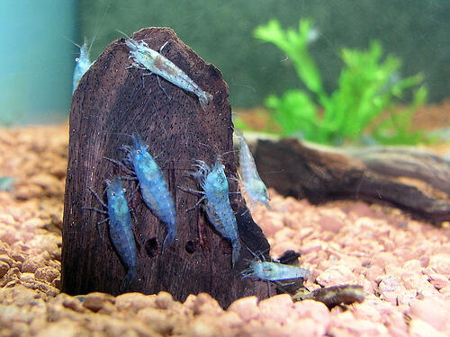 Udang Hias Air Tawar Aquarium/Aquascape