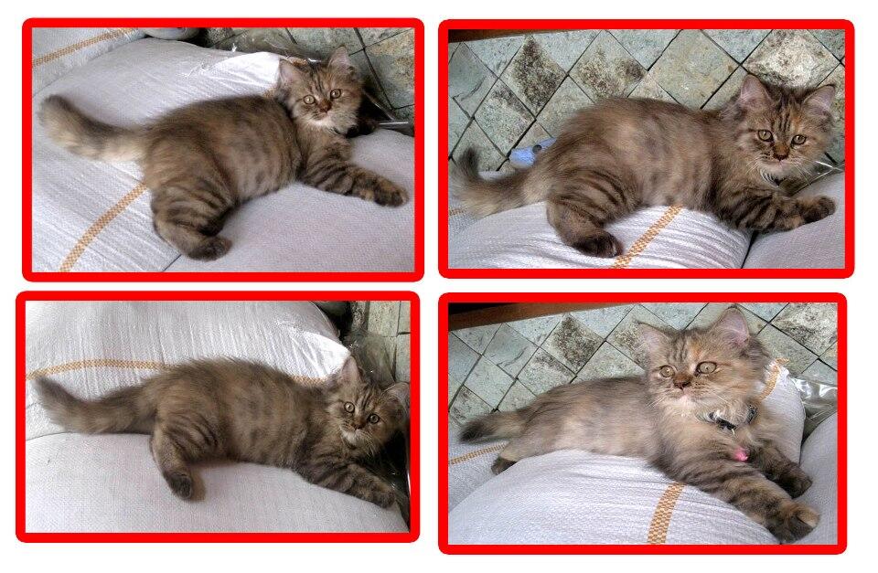 Kucing Persian Medium 3 bulan Betina