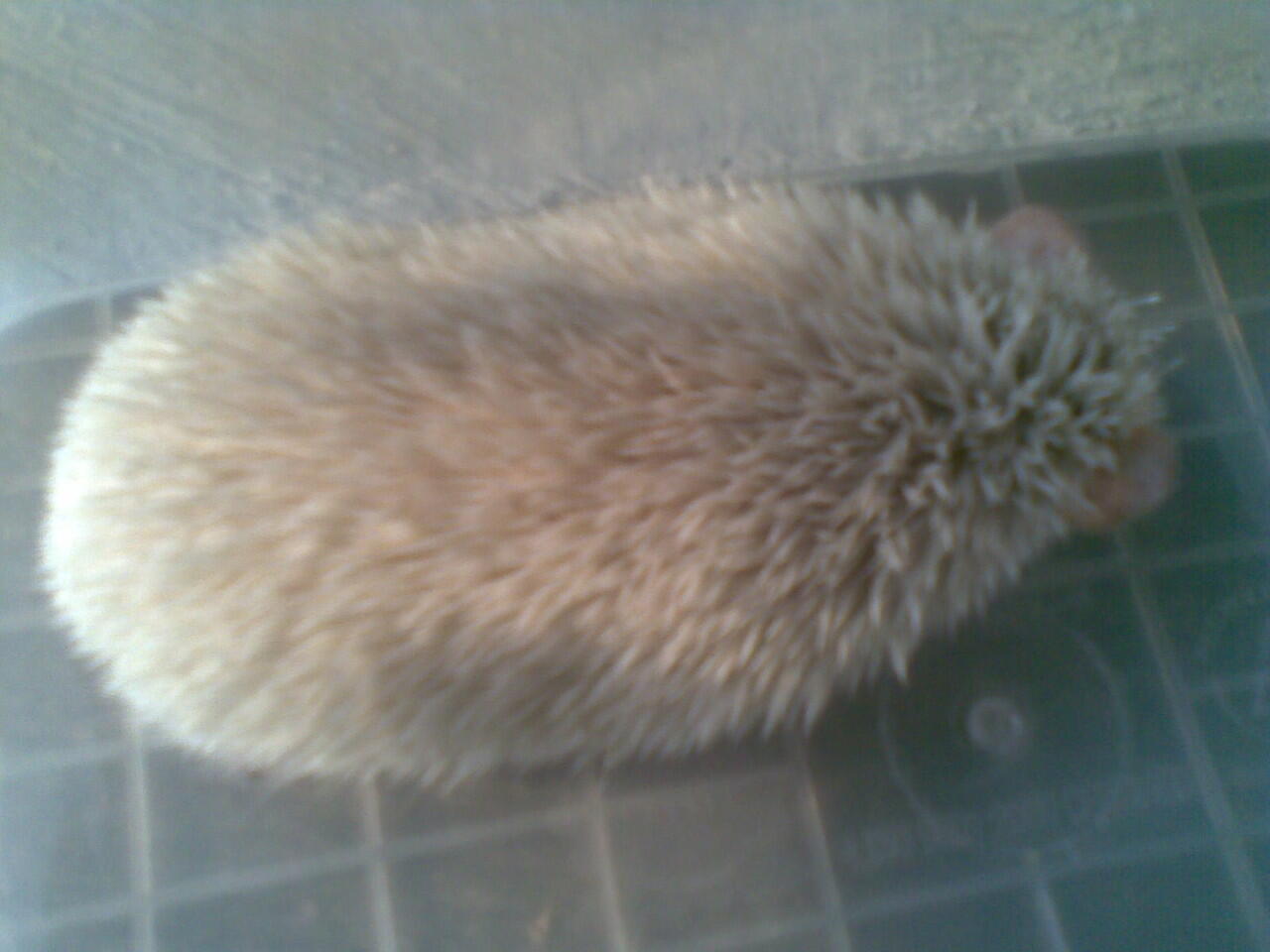 jual landak mini unyu2