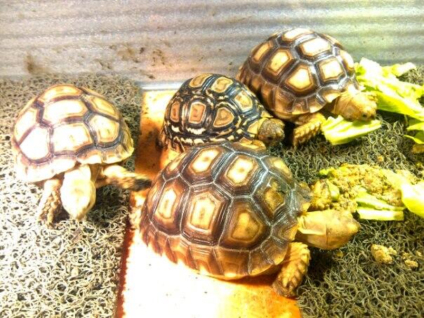 Jual Torto Sulcata dan Pardalis