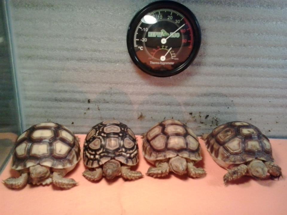 Jual Torto Sulcata dan Pardalis
