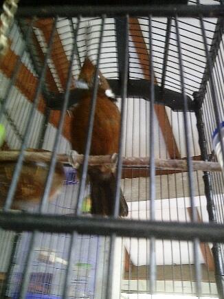 CILILIN COKLAT JINAK