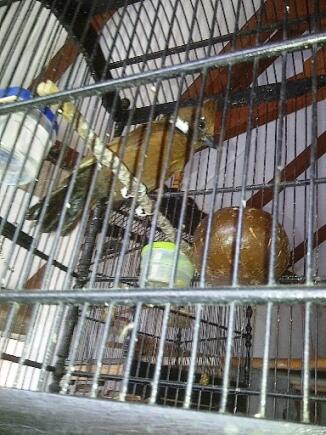CILILIN COKLAT JINAK