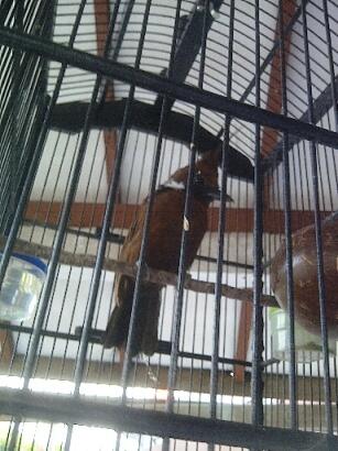 CILILIN COKLAT JINAK