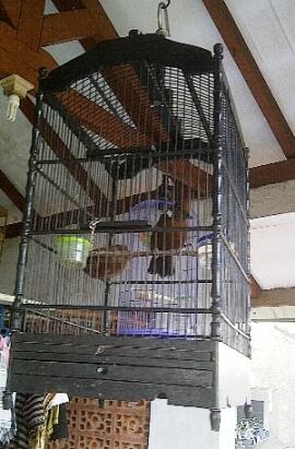 CILILIN COKLAT JINAK