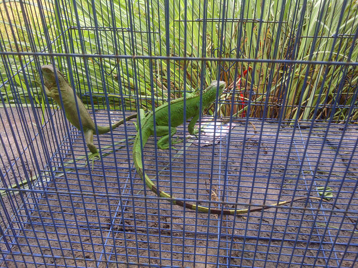Jual Iguana Hijau dan Blue Diamond Borongan-Malang