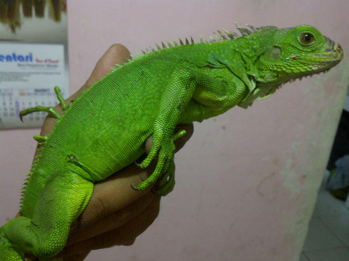 Jual Iguana Hijau dan Blue Diamond Borongan-Malang