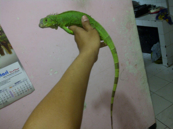 Jual Iguana Hijau dan Blue Diamond Borongan-Malang