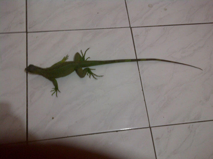 Jual Iguana Hijau dan Blue Diamond Borongan-Malang