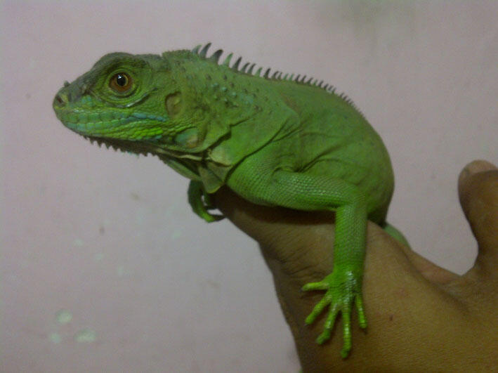 Jual Iguana Hijau dan Blue Diamond Borongan-Malang