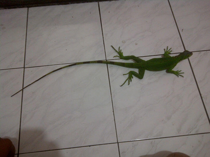 Jual Iguana Hijau dan Blue Diamond Borongan-Malang