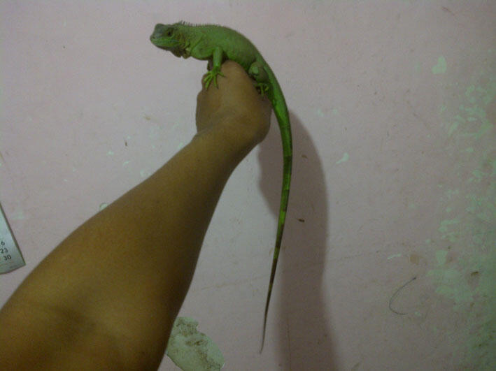 Jual Iguana Hijau dan Blue Diamond Borongan-Malang