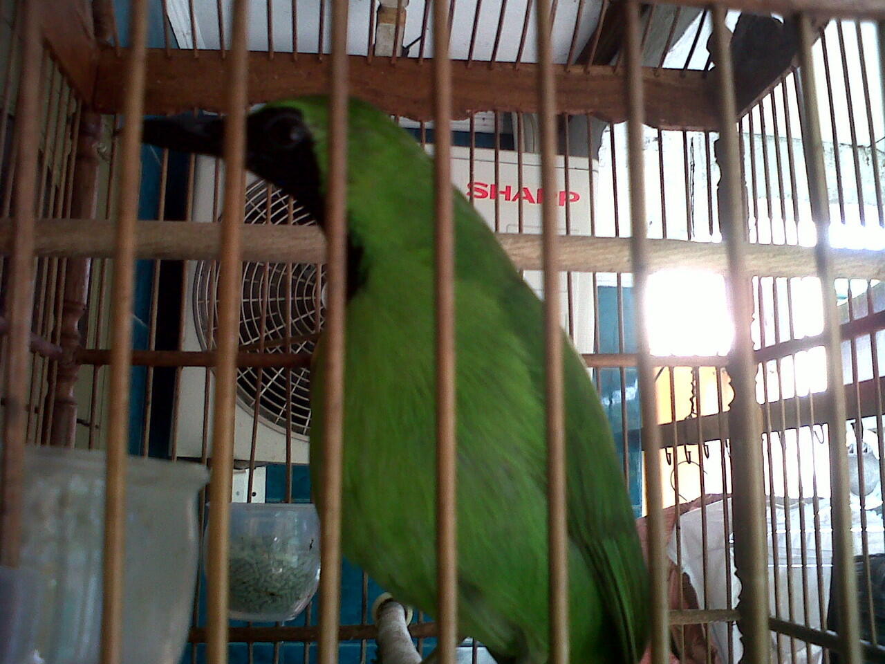 Cucak Ijo Rumahan