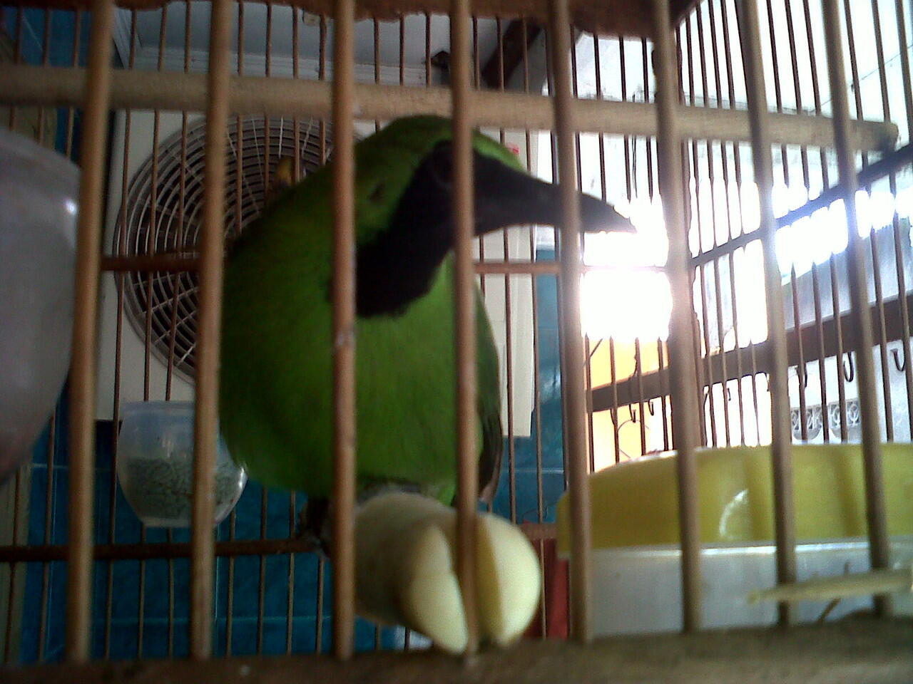 Cucak Ijo Rumahan