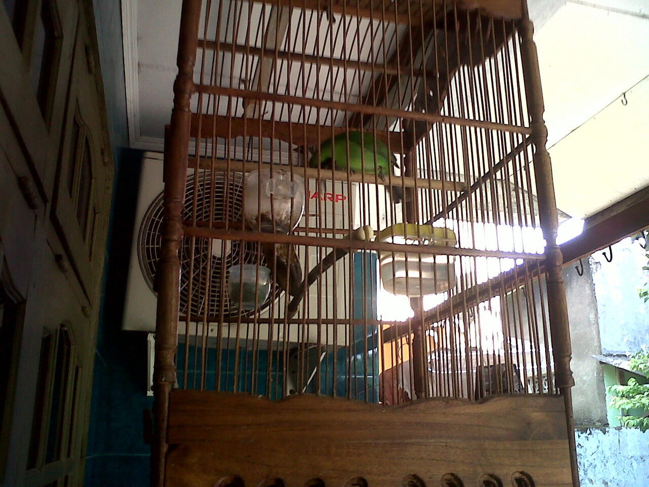 Cucak Ijo Rumahan