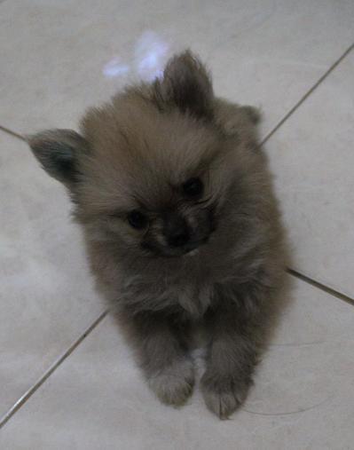 2 Supermini Pom Betina Harga Sangat bersahabat...!! ^^