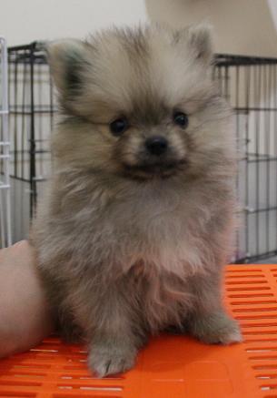 2 Supermini Pom Betina Harga Sangat bersahabat...!! ^^