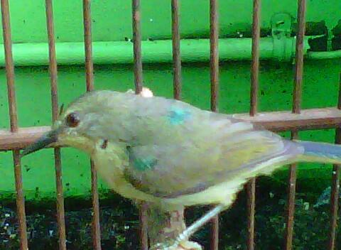 Kolibri Jawa ( muncang )